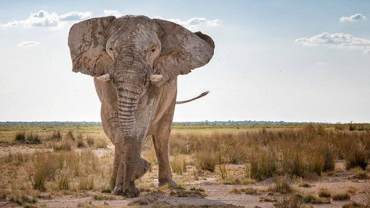 Một du khách bị voi giết chết